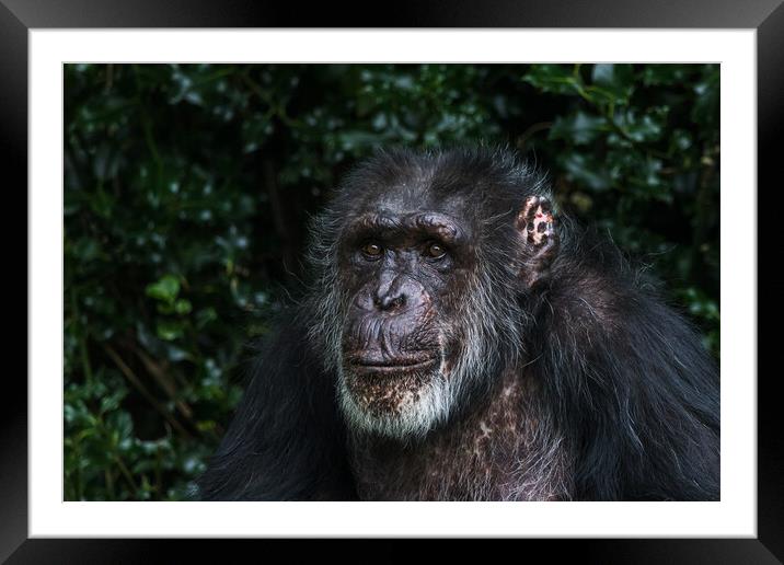 Portrait of a Western Chimpanzee Framed Mounted Print by Jason Wells