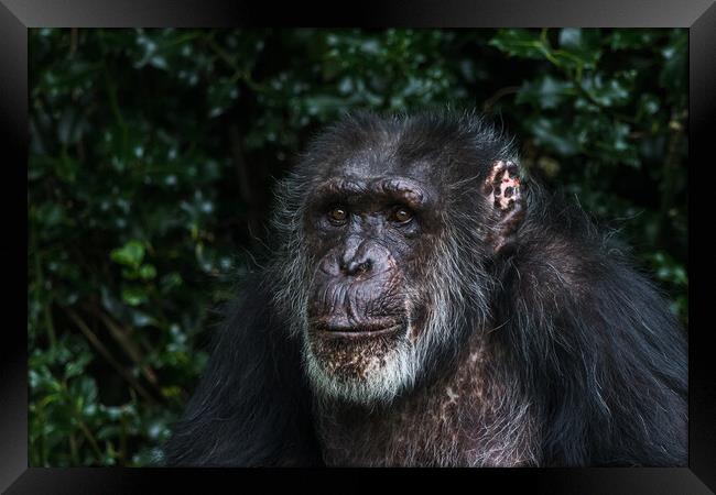 Portrait of a Western Chimpanzee Framed Print by Jason Wells