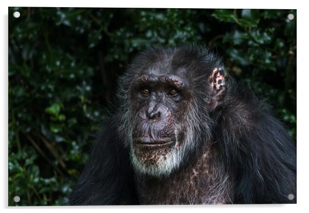 Portrait of a Western Chimpanzee Acrylic by Jason Wells