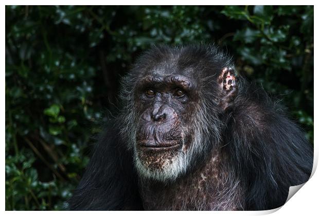 Portrait of a Western Chimpanzee Print by Jason Wells