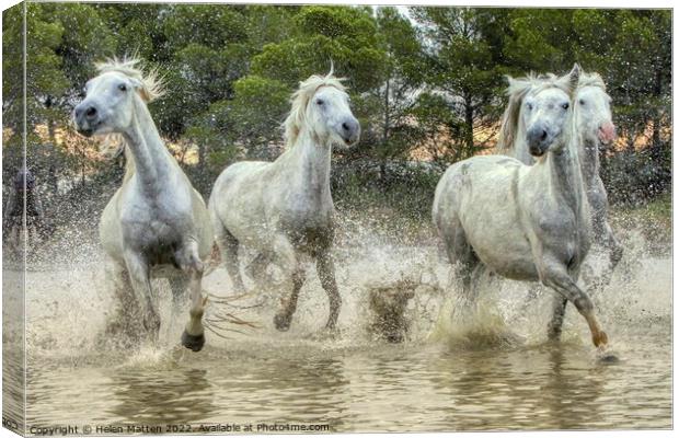 Wild White Horses in the Marshes Canvas Print by Helkoryo Photography