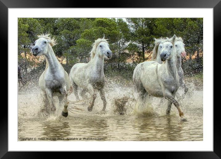 Wild White Horses in the Marshes Framed Mounted Print by Helkoryo Photography