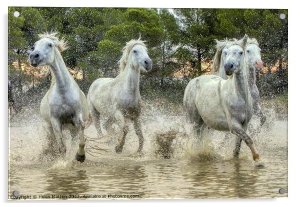 Wild White Horses in the Marshes Acrylic by Helkoryo Photography