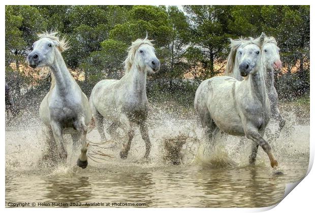 Wild White Horses in the Marshes Print by Helkoryo Photography