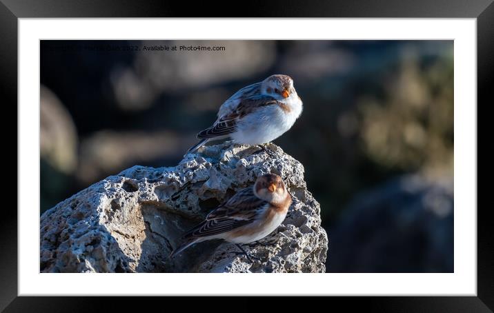 Snow Buntings a winter visitor Framed Mounted Print by Marcia Reay