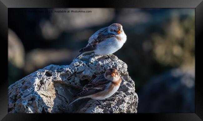 Snow Buntings a winter visitor Framed Print by Marcia Reay