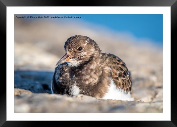 Turnstone resting in the sun Framed Mounted Print by Marcia Reay