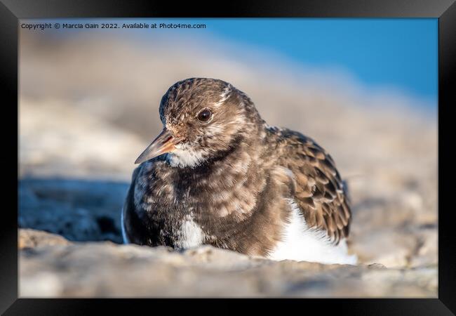 Turnstone resting in the sun Framed Print by Marcia Reay