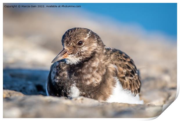 Turnstone resting in the sun Print by Marcia Reay
