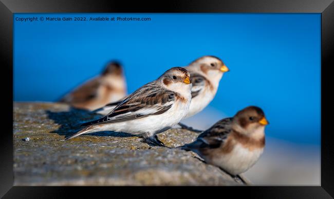 Snow Buntings Framed Print by Marcia Reay