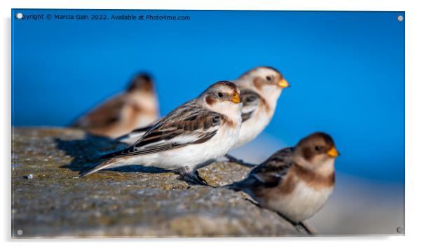 Snow Buntings Acrylic by Marcia Reay