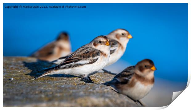 Snow Buntings Print by Marcia Reay