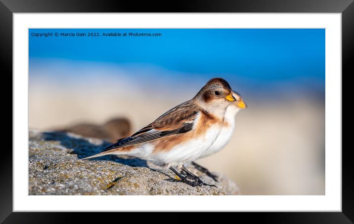 Snow buntings in the winter sun Framed Mounted Print by Marcia Reay