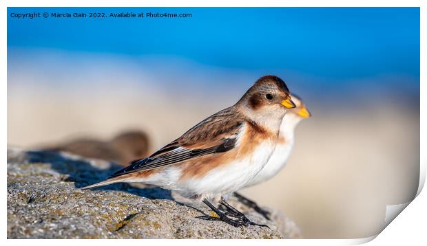Snow buntings in the winter sun Print by Marcia Reay