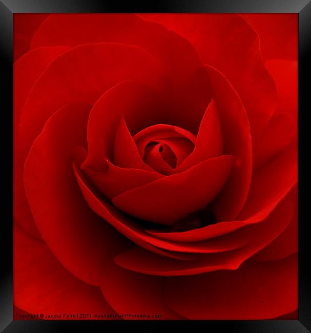 Red Rose Framed Print by Jacqui Farrell