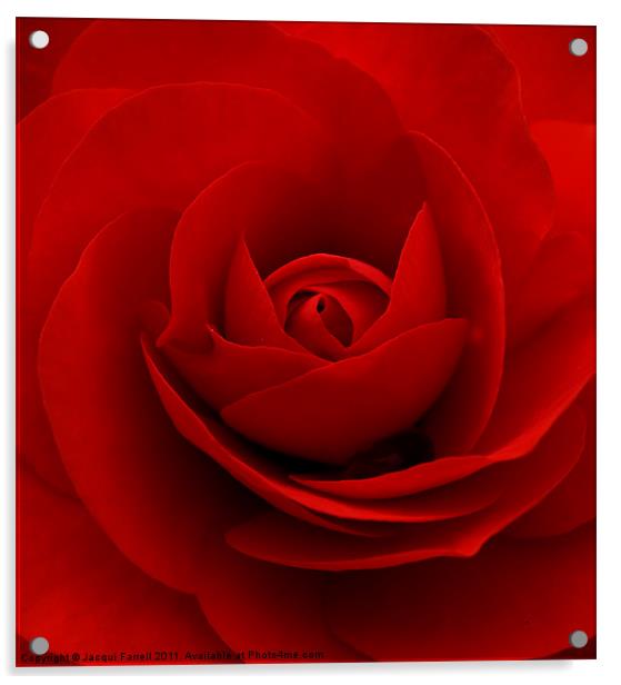 Red Rose Acrylic by Jacqui Farrell