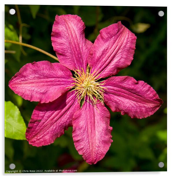 Purple clematis Acrylic by Chris Rose