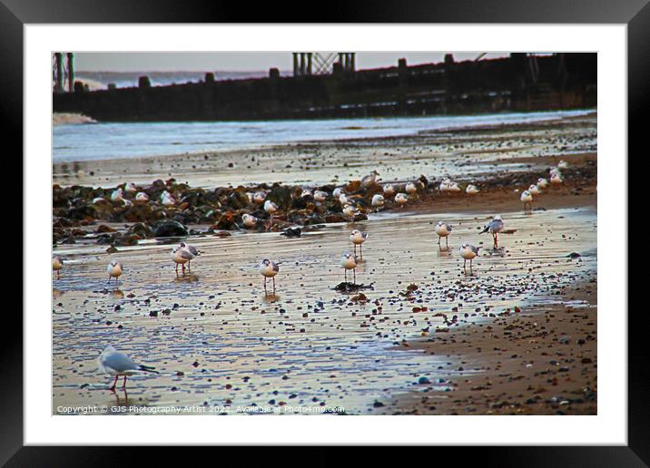 Seagulls on the Beech Framed Mounted Print by GJS Photography Artist