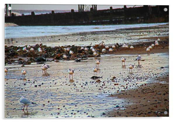 Seagulls on the Beech Acrylic by GJS Photography Artist