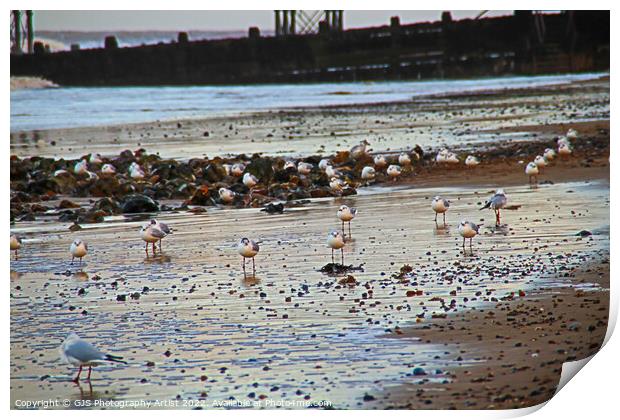 Seagulls on the Beech Print by GJS Photography Artist
