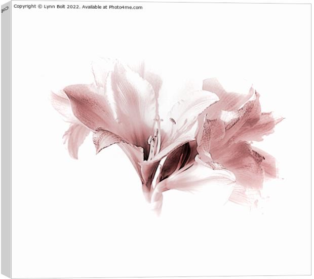 Amaryllis in Pink Tones 2 Canvas Print by Lynn Bolt