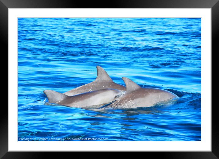 Dolphins Framed Mounted Print by Graham Lathbury