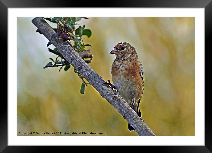 Young Goldfinch Framed Mounted Print by Donna Collett