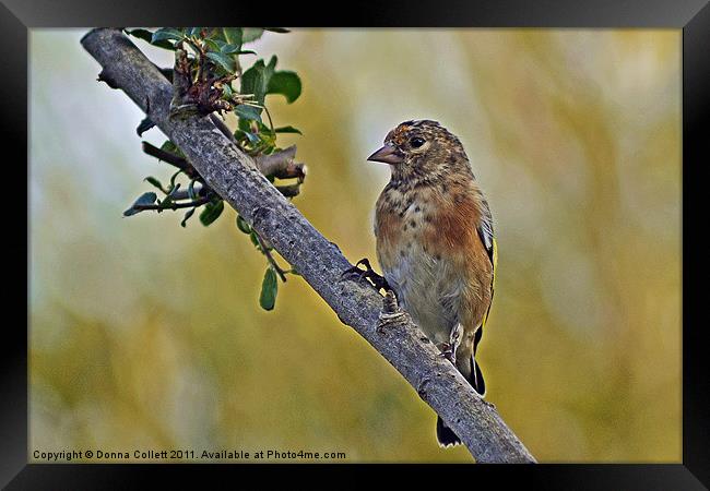 Young Goldfinch Framed Print by Donna Collett