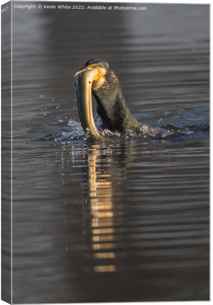 Cormorant fishing Canvas Print by Kevin White