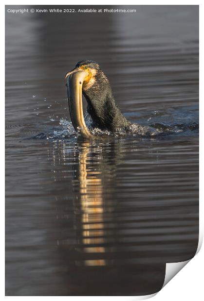 Cormorant fishing Print by Kevin White