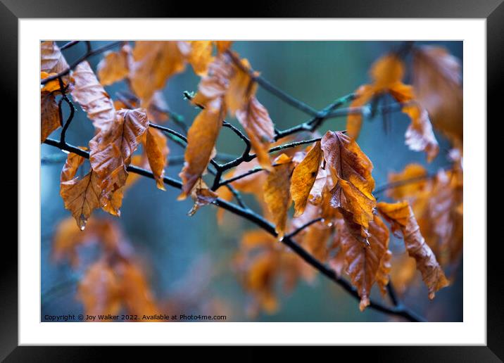 Beech leaves in the Autumn rain Framed Mounted Print by Joy Walker