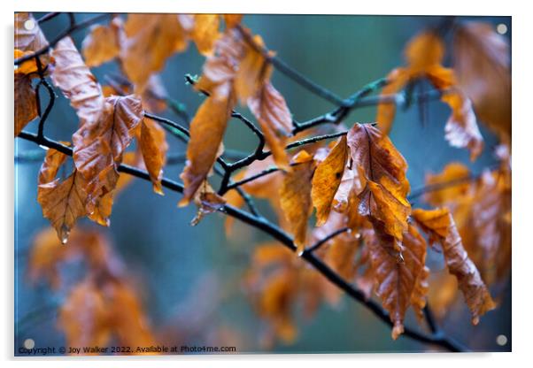 Beech leaves in the Autumn rain Acrylic by Joy Walker