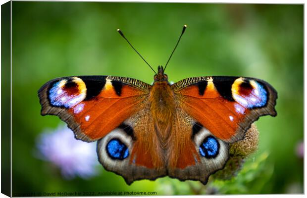 Majestic Peacock Butterfly Canvas Print by David McGeachie
