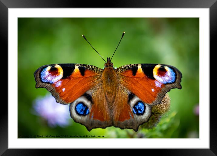 Majestic Peacock Butterfly Framed Mounted Print by David McGeachie
