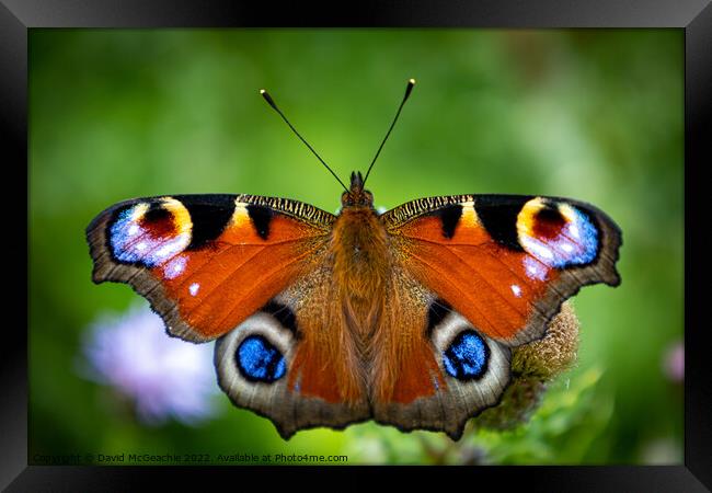 Majestic Peacock Butterfly Framed Print by David McGeachie