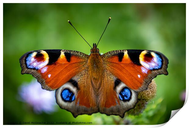 Majestic Peacock Butterfly Print by David McGeachie