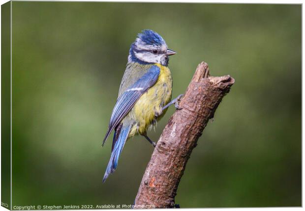 Blue tit Canvas Print by Stephen Jenkins