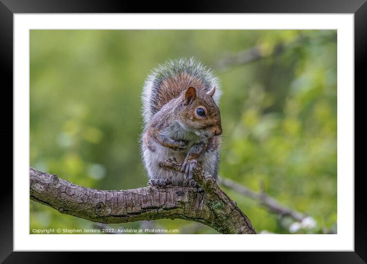 Squirrel  Framed Mounted Print by Stephen Jenkins