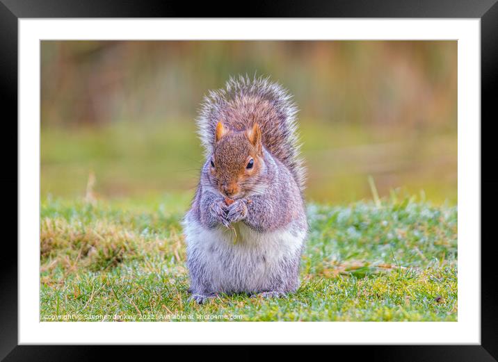Grey Squirrel Framed Mounted Print by Stephen Jenkins