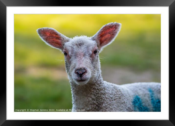 What big ears you have Framed Mounted Print by Stephen Jenkins