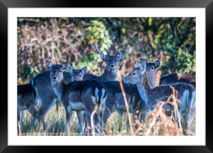 Deer  Framed Mounted Print by Stephen Jenkins