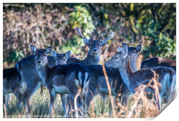 Deer  Print by Stephen Jenkins