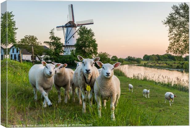 Scenery with a traditional dutch windmill and a flock of sheep in Deil, Province Gelderland, The Netherlands	 Canvas Print by Milos Ruzicka