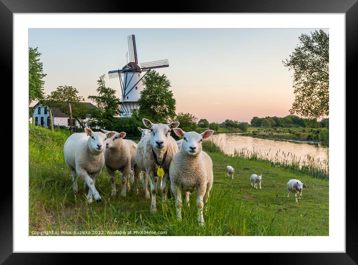 Scenery with a traditional dutch windmill and a flock of sheep in Deil, Province Gelderland, The Netherlands	 Framed Mounted Print by Milos Ruzicka