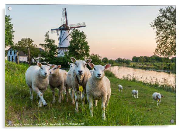 Scenery with a traditional dutch windmill and a flock of sheep in Deil, Province Gelderland, The Netherlands	 Acrylic by Milos Ruzicka