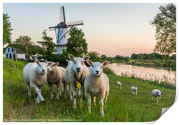 Scenery with a traditional dutch windmill and a flock of sheep in Deil, Province Gelderland, The Netherlands	 Print by Milos Ruzicka