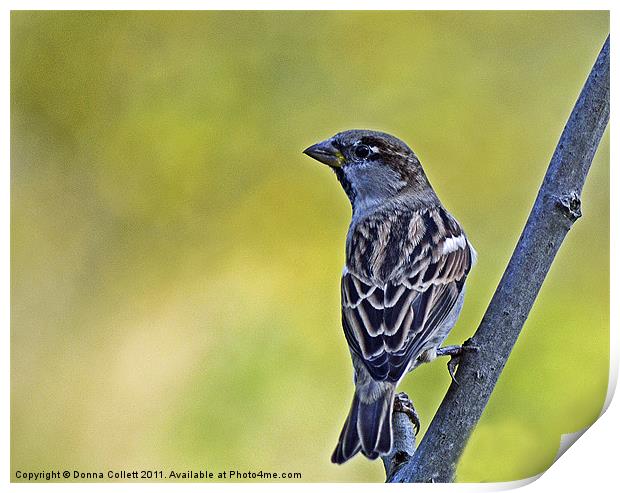 House Sparrow Print by Donna Collett