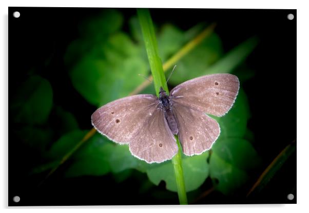 Sunbathing Ringlet Butterfly Acrylic by David McGeachie