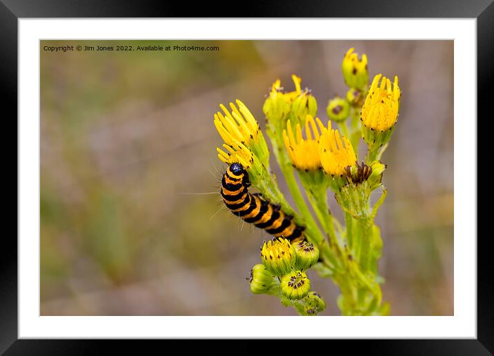 Cinnabar Moth Caterpillar on Ragwort Flowers Framed Mounted Print by Jim Jones