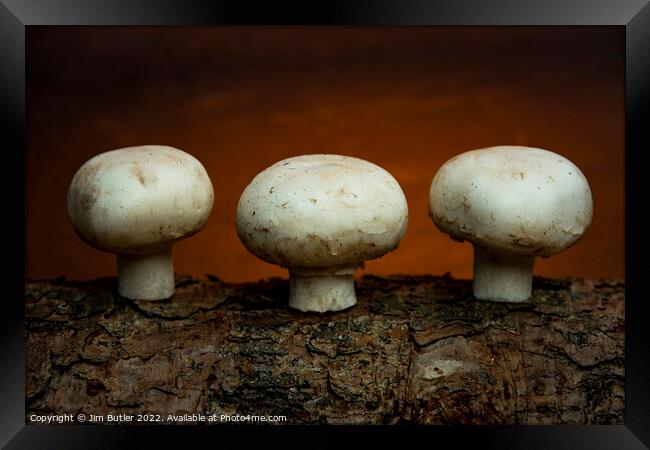 Fungi Framed Print by Jim Butler